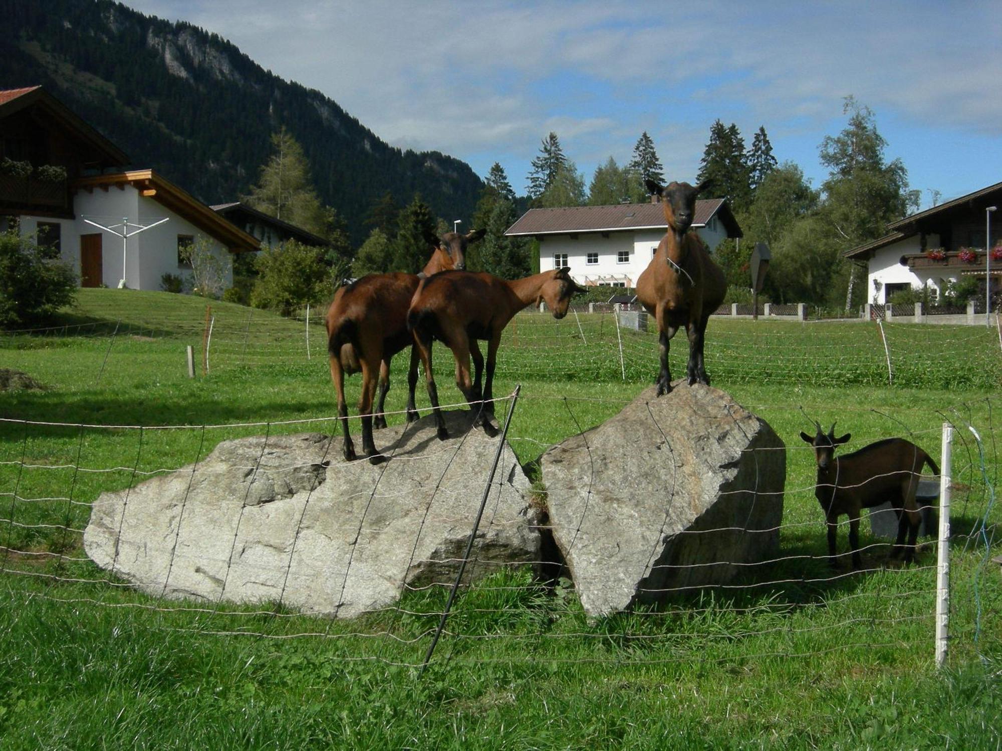 S'Hoamatl Hotel Höfen Buitenkant foto